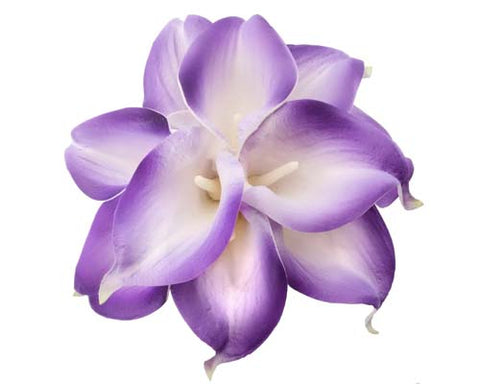 Purple Tip Calla Stems - #A17 - $17.50