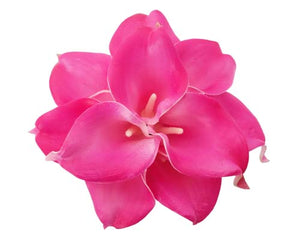 Hot Pink Calla Stems - #A24 - $17.50