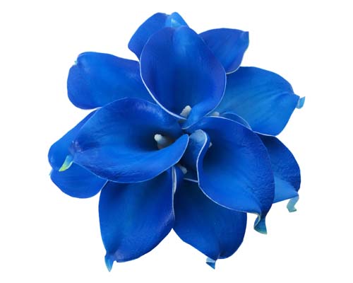 Blue Calla Lily Flower