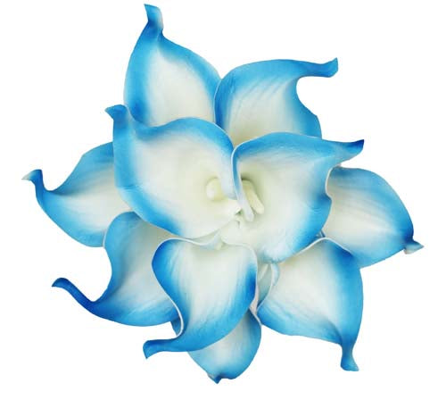 blue calla lily flower Royal Blue Tip Calla Stems - #A32