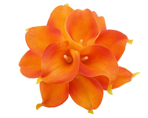 Orange Calla Stems - #A36 - $17.50